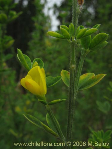 Image of Teline monspessulana (Retama / Lluvia de oro / Retamillo). Click to enlarge parts of image.